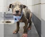 Small American Staffordshire Terrier Mix
