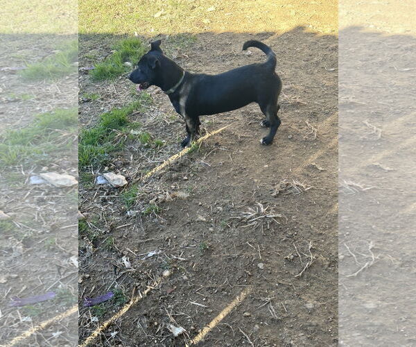 Medium Photo #9 Dachshund-Unknown Mix Puppy For Sale in Jackson, MS, USA