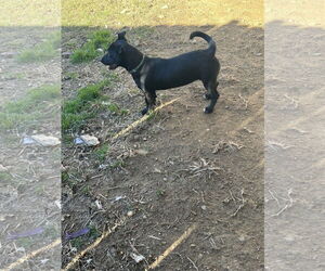 Edith - Female Dachshund-Unknown Mix Dog for Adoption - Photo #9