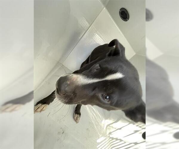 Medium Photo #1 Labrador Retriever Puppy For Sale in Houston, TX, USA