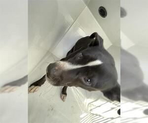 Labrador Retriever Dogs for adoption in Houston, TX, USA