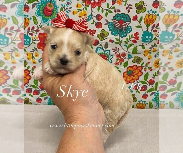 Medium Photo #2 Maltipoo (Toy) Puppy For Sale in WINNSBORO, LA, USA