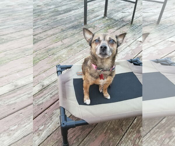 Medium Photo #6 Chihuahua-Unknown Mix Puppy For Sale in Mount Laurel, NJ, USA