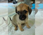 Small #1 Mutt