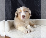 Small #5 Australian Shepherd