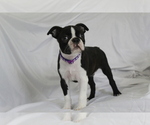 Small #3 Boston Terrier