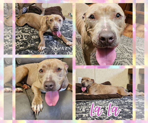 Medium Photo #2 American Pit Bull Terrier-Unknown Mix Puppy For Sale in Blacksburg, SC, USA