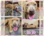 Small #1 American Pit Bull Terrier Mix