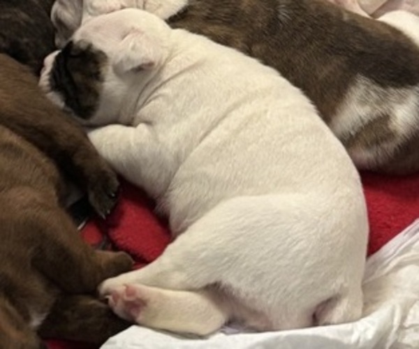 Medium Photo #20 Olde English Bulldogge Puppy For Sale in ALDEN, MN, USA