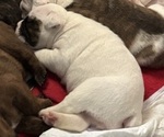 Small Photo #20 Olde English Bulldogge Puppy For Sale in ALDEN, MN, USA