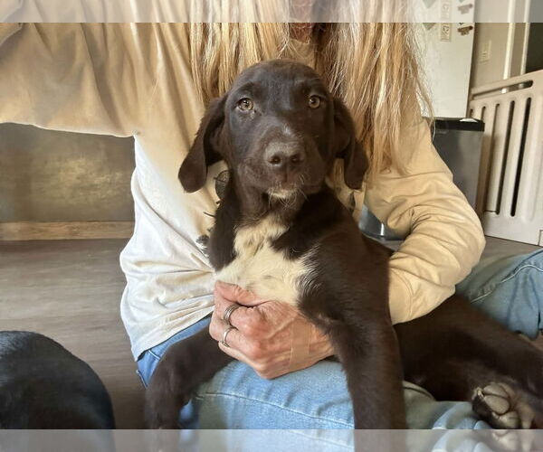 Medium Photo #4 Labrador Retriever Puppy For Sale in Clovis, CA, USA