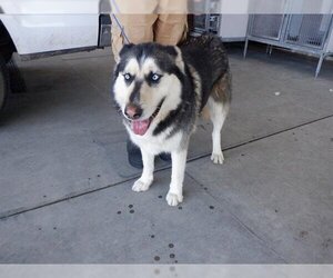 Huskies -Unknown Mix Dogs for adoption in Oroville, CA, USA