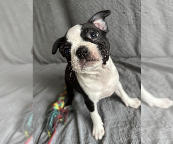 Medium Photo #1 Boston Terrier Puppy For Sale in BRIDGEWATER, NJ, USA