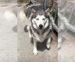 Small Alaskan Malamute