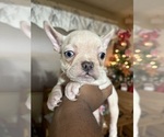 Small Photo #3 French Bulldog Puppy For Sale in WEST DEPTFORD, NJ, USA