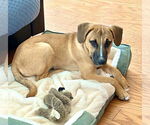 Small #2 Mutt