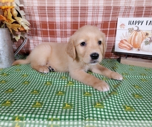 Medium Photo #2 Golden Retriever Puppy For Sale in FALCON, CO, USA