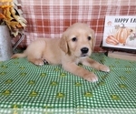 Small #1 Golden Retriever