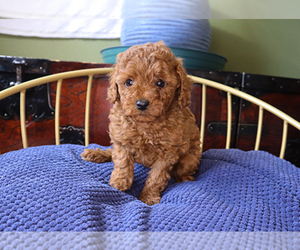 Poodle (Toy) Puppy for sale in LITTLEROCK, CA, USA