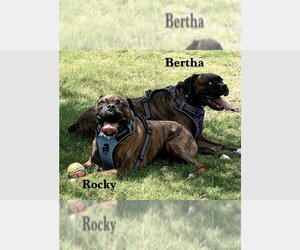 Boxer Dogs for adoption in Austin, TX, USA