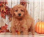 Small Photo #2 Goldendoodle-Poodle (Miniature) Mix Puppy For Sale in MOUNT VERNON, OH, USA