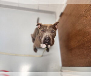 American Pit Bull Terrier-Unknown Mix Dogs for adoption in Ocala, FL, USA