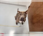Small American Pit Bull Terrier Mix