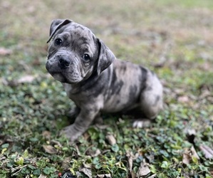 American Bully Puppy for sale in LANCASTER, PA, USA