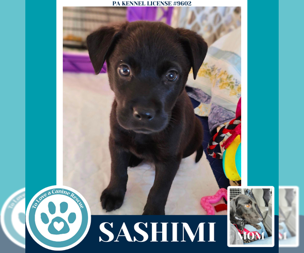 Medium Photo #3 Labrador Retriever Puppy For Sale in Kimberton, PA, USA