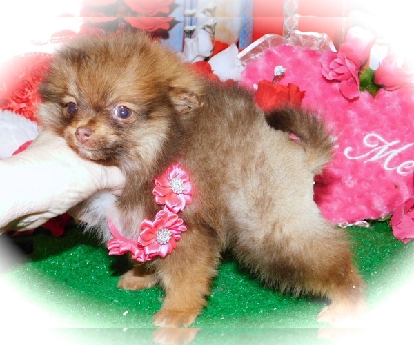 Medium Photo #2 Pomeranian Puppy For Sale in HAMMOND, IN, USA