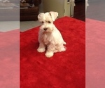 Small Photo #13 Schnauzer (Miniature) Puppy For Sale in COLONIAL HEIGHTS, TN, USA