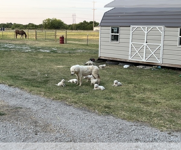Medium Photo #4 Great Pyrenees Puppy For Sale in SPERRY, OK, USA