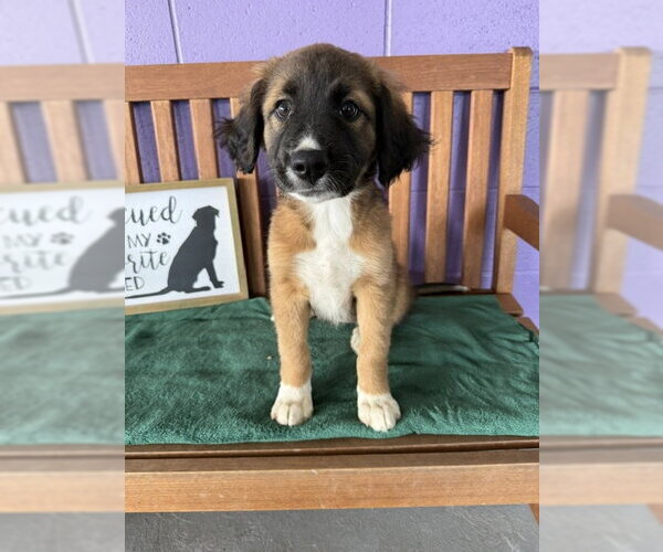 Medium Photo #3 Golden Retriever-Unknown Mix Puppy For Sale in Genesee, WI, USA