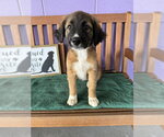 Small #2 Golden Retriever Mix