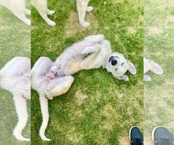 Medium Photo #2 Great Pyrenees Puppy For Sale in Bountiful, UT, USA