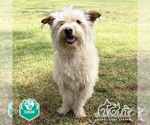Skye Terrier Dogs for adoption in Irvine, CA, USA