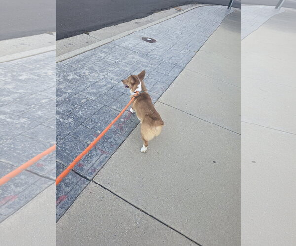 Medium Photo #5 Pembroke Welsh Corgi Puppy For Sale in Sandy, UT, USA