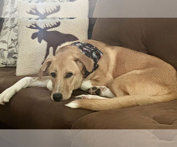 Medium Photo #12 Mutt Puppy For Sale in Rockaway, NJ, USA