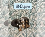 Puppy Blue Dachshund