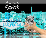 Small Photo #8 French Bulldog Puppy For Sale in AMARILLO, TX, USA