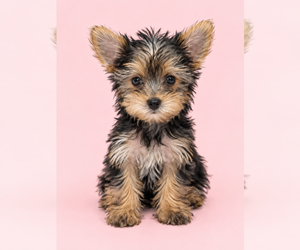 Yorkshire Terrier Puppy for sale in BRANDON, MS, USA