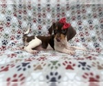 Small #2 Beagle