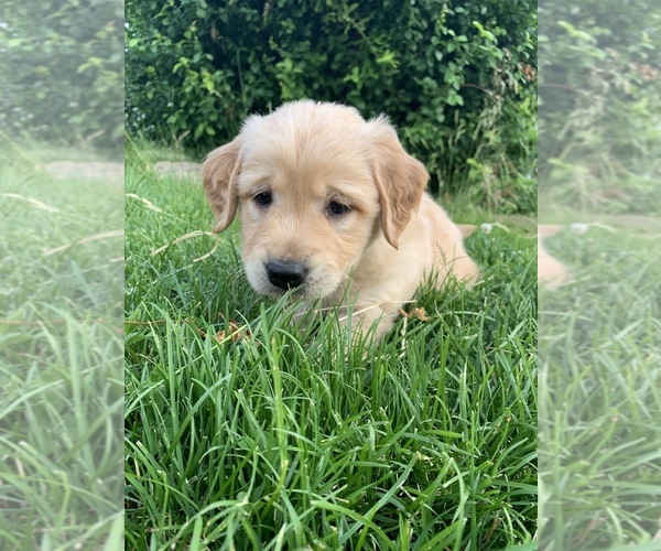 View Ad Golden Retriever Litter of Puppies for Sale near Idaho