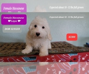Havanese Puppy for Sale in TUCSON, Arizona USA