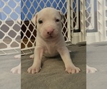 Small #2 American Pit Bull Terrier