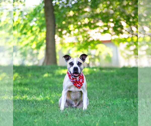Medium Photo #3 Mutt Puppy For Sale in Unionville, PA, USA