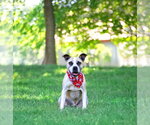 Small #2 Mutt