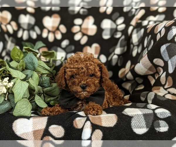 Medium Photo #6 Poodle (Miniature) Puppy For Sale in NEW HOLLAND, PA, USA