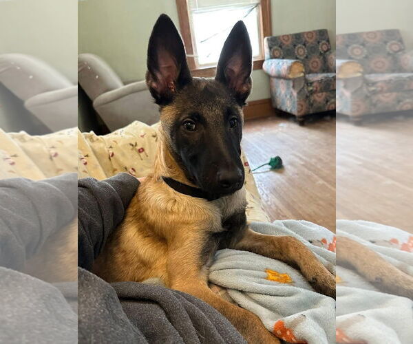 Medium Photo #2 Mutt Puppy For Sale in Rochester, NY, USA