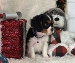 Small #4 Cavalier King Charles Spaniel
